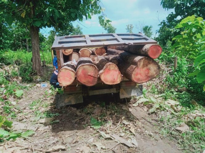 
					BBKSDA NTT Tangkap Enam Pelaku Pencurian Kayu Jati di Hutan Mutis Timau 