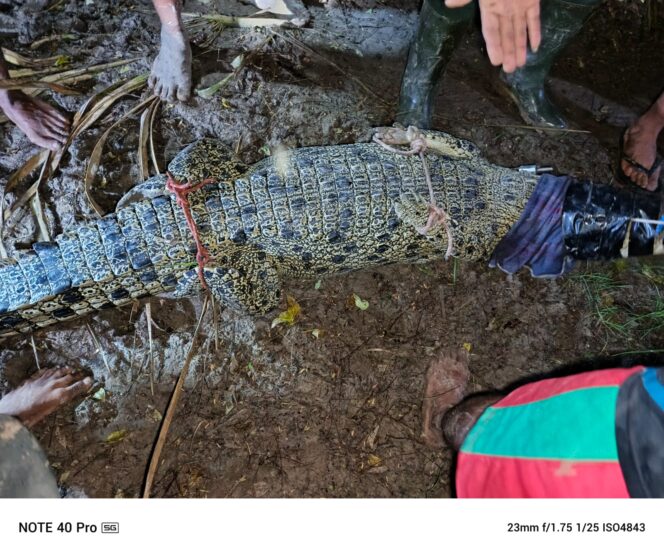 
					Buaya ukuran 2,4 meter berhasil diamankan petugas unit penanganan satwa BBKSDA NTT di Kali Manusak, Kecamatan Kupang Timur, Kabupaten Kupang.