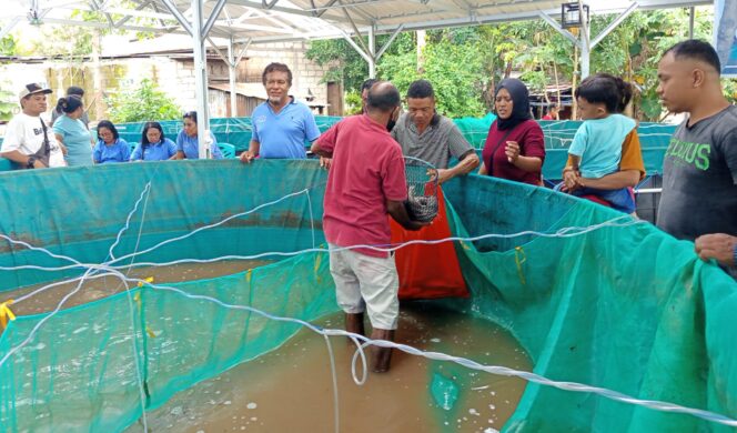 
					Kelompok Budidaya Ikan Lele Bethesda Lakukan Panen Perdana